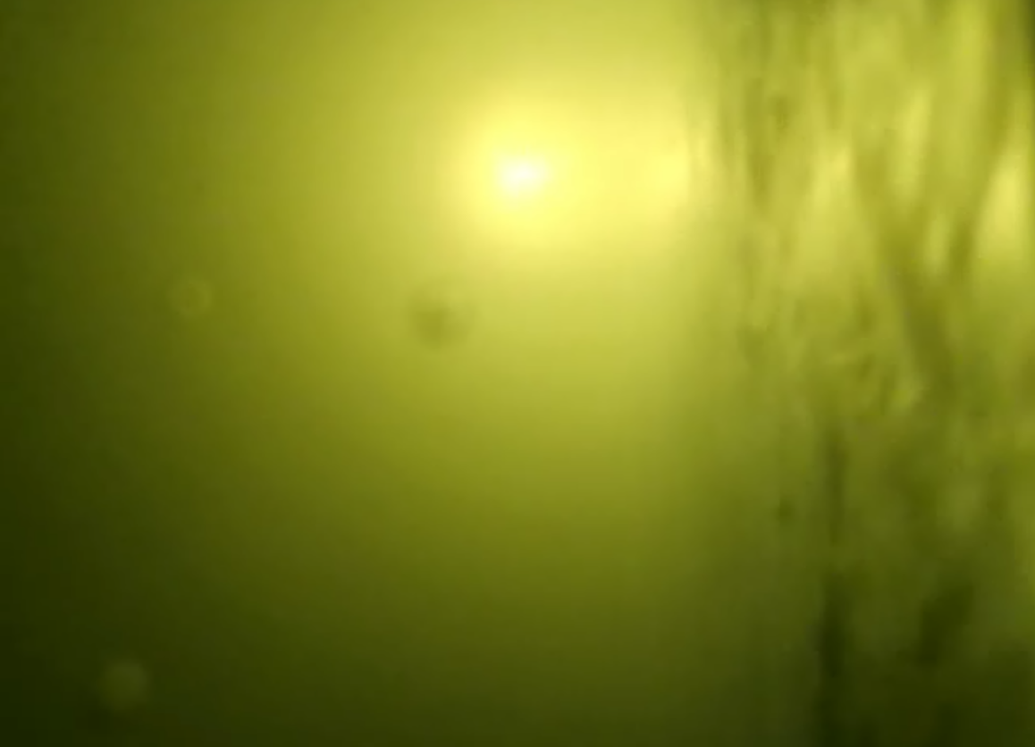 实拍图像,由航行器摄于码头浮筒下